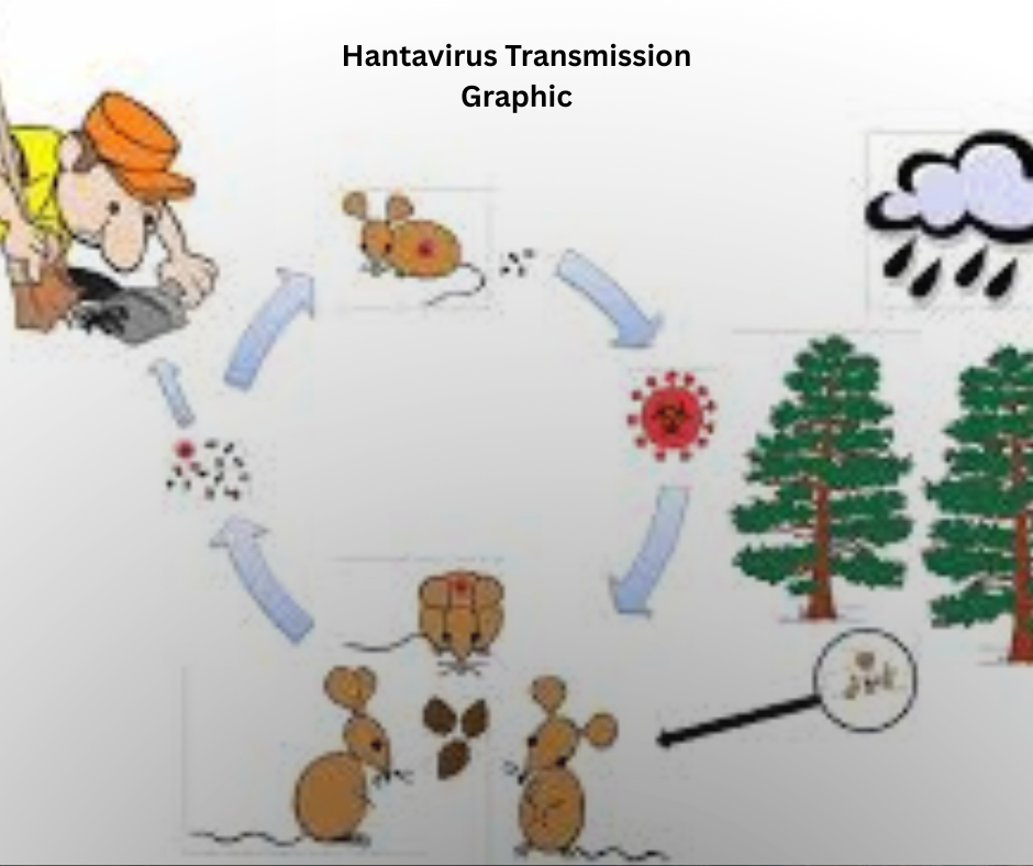 Infographic showing how hantavirus spreads from rodents to humans through urine, droppings, and saliva